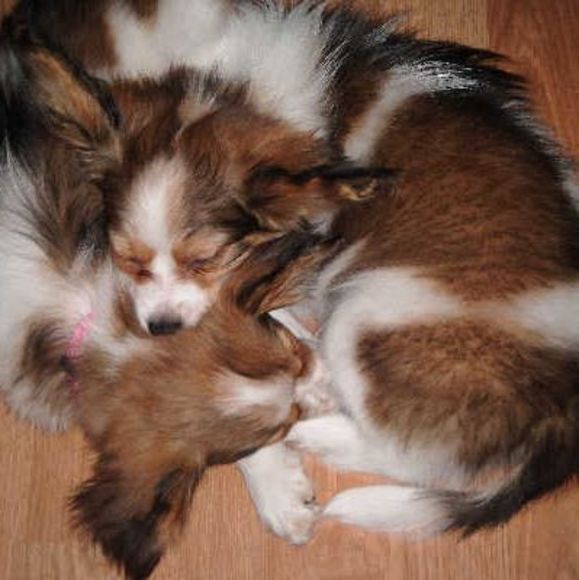 Meet your Posher, Tony - Picture 1 of 1